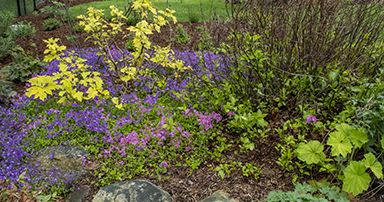 Northampton Garden Tour | Saturday, June 11th | Northampton MA Events