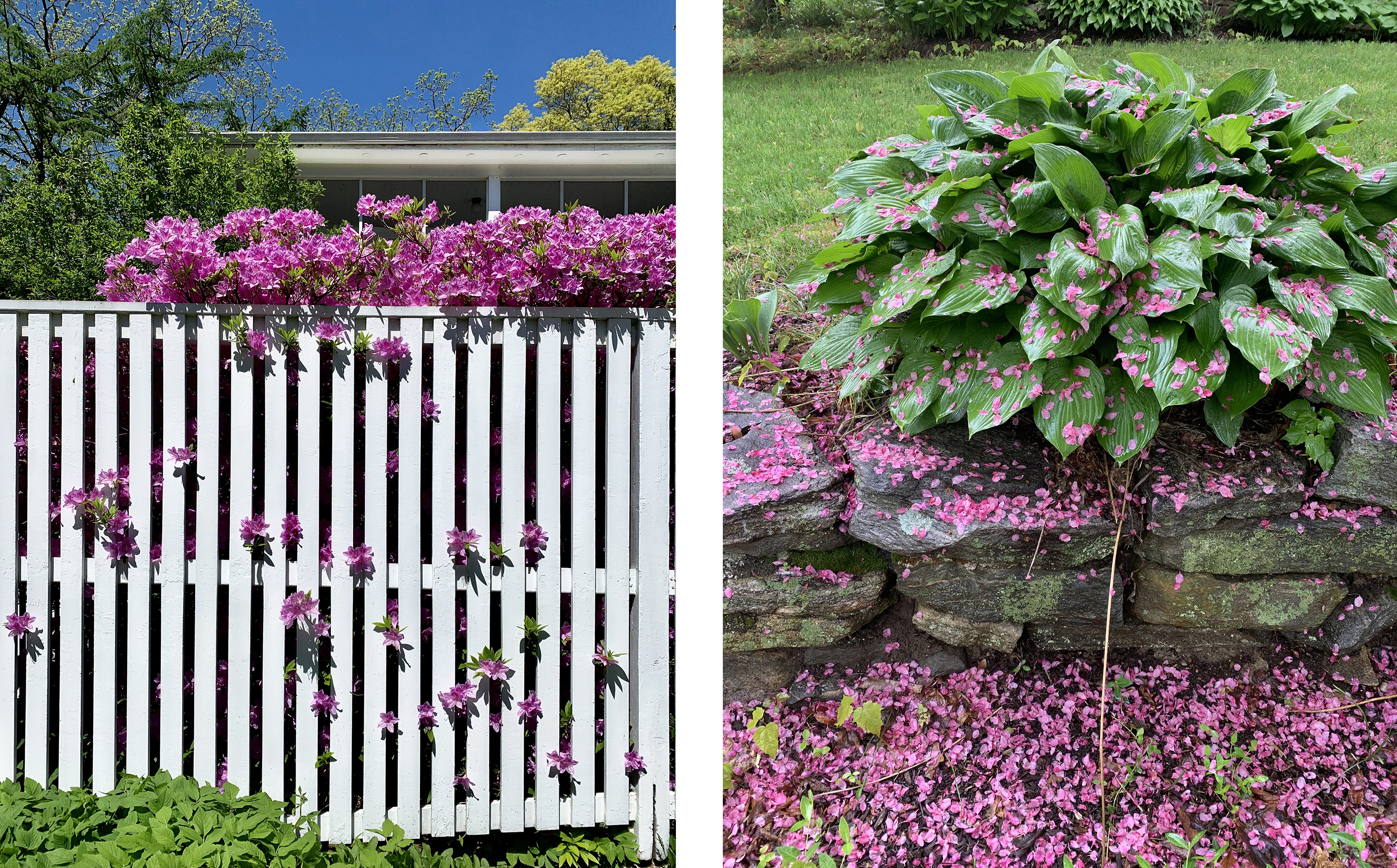 Holland Azalea%20double  2